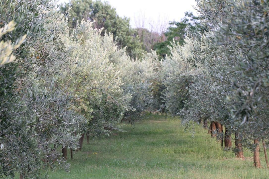 فيلا Premantura Olive Garden المظهر الخارجي الصورة